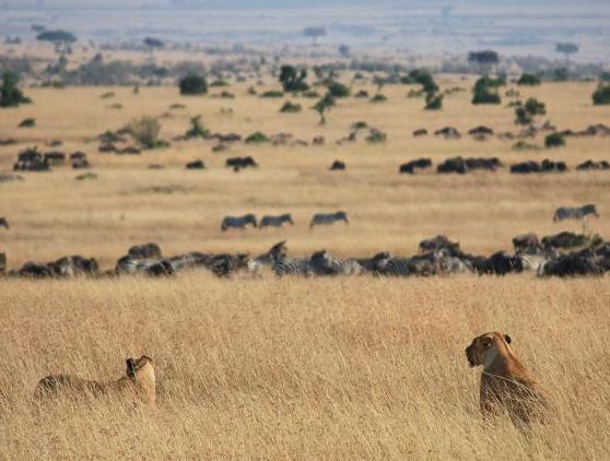 Safari from  Nairobi to Cape Town 